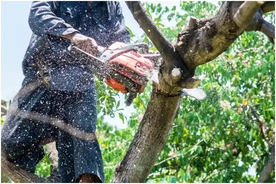 tree services Nibley